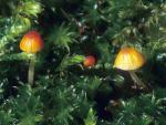 Mycena acicula - Fungi Species
