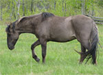 Sorraia | Horse | Horse Breeds