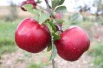 Red Rome Beauty - Apple Varieties list a - z  