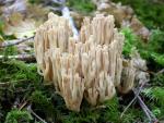 Ramaria acrisiccescens  - Fungi Species | sokos jishebi | სოკოს ჯიშები
