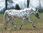 Knabstrup | Horse | Horse Breeds