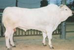 Chianina - COW BREEDS | DZROXIS JISHEBI | ძროხის ჯიშები