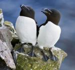 Razorbill - Bird Species | Frinvelis jishebi | ფრინველის ჯიშები