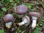 Gomphidius glutinosus - Fungi Species | sokos jishebi | სოკოს ჯიშები