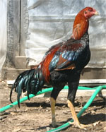 Malay | Chicken | Chicken Breeds