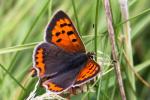 Small Copper | Butterfly species