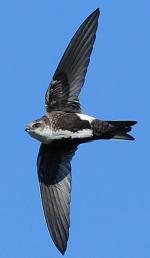 White-throated Swift - Bird Species | Frinvelis jishebi | ფრინველის ჯიშები