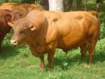 Senepol - cow breeds list | dzroxis jishebi | ძროხის ჯიშები
