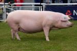 Welsh - pig breeds | goris jishebi | ღორის ჯიშები