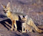 Cape Fox - fox species | melias jishebi | მელიას ჯიშები