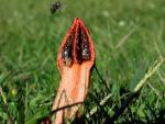Lantern Stinkhorn: Lysurus mokusin - fungi species list A Z