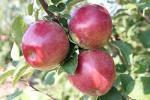 LindaMac - Apple Varieties list a - z  