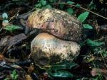Boletus eastwoodiae - fungi species list A Z