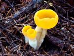 Sowerbyella rhenana - fungi species list A Z
