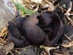Plicaria endocarpoides - Fungi Species | sokos jishebi | სოკოს ჯიშები