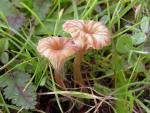 Omphalina pyxidata - Fungi Species | sokos jishebi | სოკოს ჯიშები
