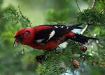 White-winged Crossbill - Bird Species | Frinvelis jishebi | ფრინველის ჯიშები
