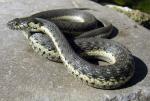 Thamnophis hammondii - Two-striped Gartersnake - Snake Species | Gveli | გველი
