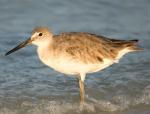 Willet - Bird Species | Frinvelis jishebi | ფრინველის ჯიშები