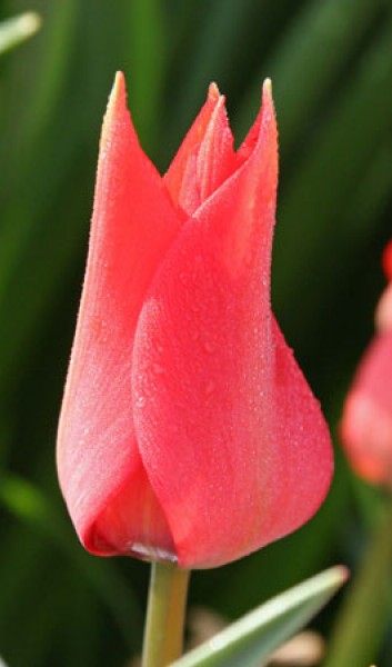 Linifolia