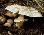Chlorophyllum brunneum - fungi species list A Z