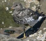 Surfbird - Bird Species | Frinvelis jishebi | ფრინველის ჯიშები