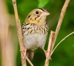 Henslow's Sparrow - Bird Species | Frinvelis jishebi | ფრინველის ჯიშები