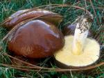 Suillus brevipes - fungi species list A Z
