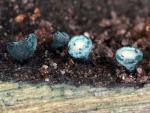 Chlorociboria aeruginosa - fungi species list A Z