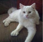 American Polydactyl | Cat | Cat Breeds