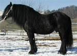 Ariegeois | Horse | Horse Breeds