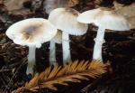 Lepiota rubrotincta: Leucoagaricus rubrotinctus - Fungi Species | sokos jishebi | სოკოს ჯიშები