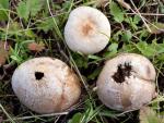 Bovista aestivalis - fungi species list A Z