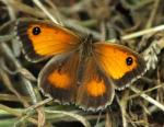 Gatekeeper - Butterfly species | PEPLIS JISHEBI | პეპლის ჯიშები