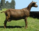Australian Goat - Goats Breeds | txis jishebi | თხის ჯიშები