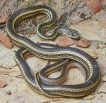 Arizona elegans philipi  - Painted Desert Glossy Snake - Snake Species | Gveli | გველი