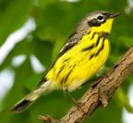 Magnolia Warbler - Bird Species | Frinvelis jishebi | ფრინველის ჯიშები