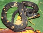 Nerodia fasciata - Southern Watersnake | Snake Species