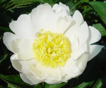Bu-Te -                                                                                                                 Peonies Varieties | PIONI | პიონი