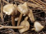 Nolanea holoconiota - Fungi Species | sokos jishebi | სოკოს ჯიშები