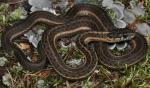 TERRESTRIAL GARTERSNAKE  <br /> Thamnophis elegans - Snake Species | Gveli | გველი