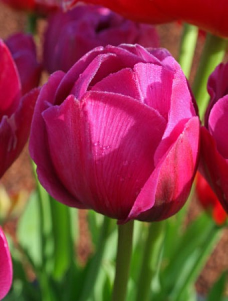Abigail -                                                         Tulip Species | TITA | ტიტა                                                        