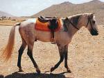 Anadolu Pony | Horse | Horse Breeds