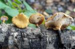 Polyporus elegans - Fungi Species | sokos jishebi | სოკოს ჯიშები