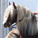 Schwarzwalder Kaltblut | Horse | Horse Breeds