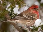House Finch - Bird Species | Frinvelis jishebi | ფრინველის ჯიშები