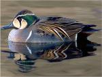 Baikal Teal - Bird Species | Frinvelis jishebi | ფრინველის ჯიშები