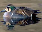 Baikal Teal - Bird Species | Frinvelis jishebi | ფრინველის ჯიშები