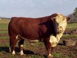 Hereford - cow breeds list | dzroxis jishebi | ძროხის ჯიშები