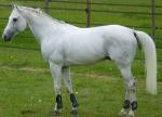 Anglo-Arabian Horse | Horse | Horse Breeds